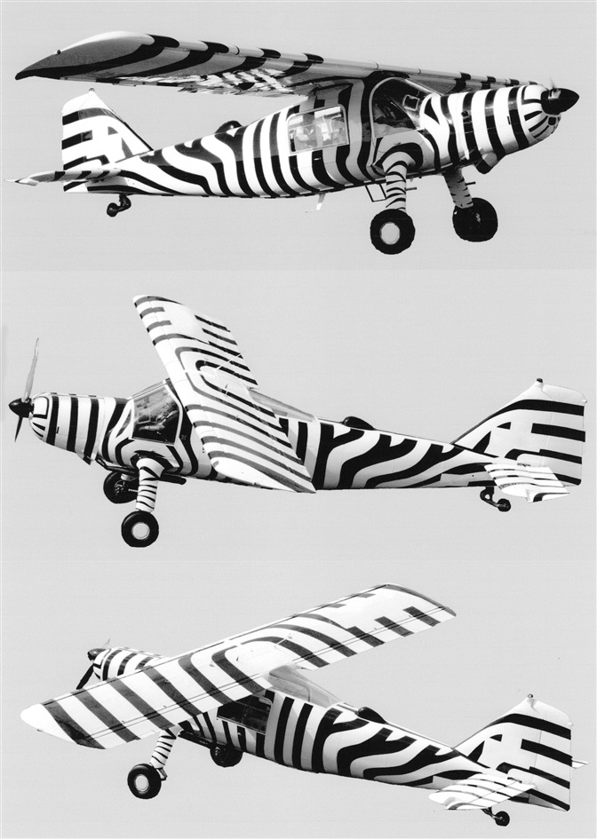 Fliegendes Zebra